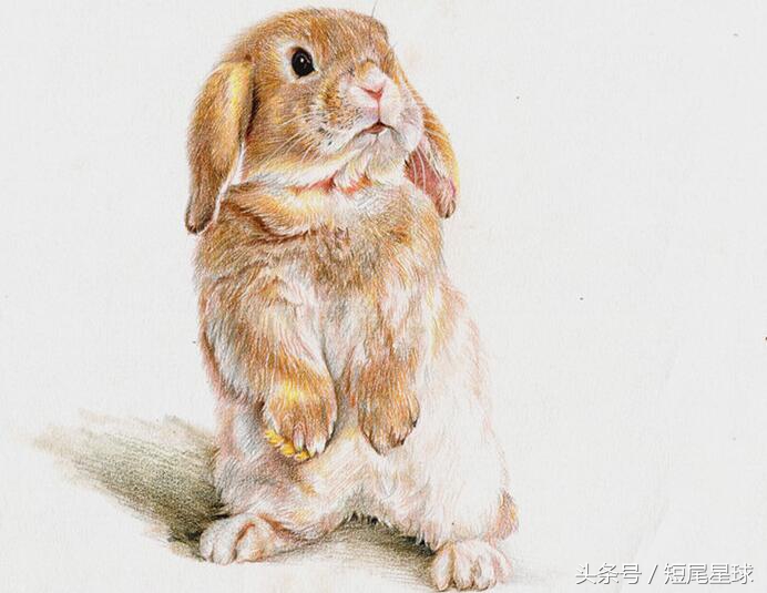 养兔子前需要买好啥,养兔子需要掌握的知识