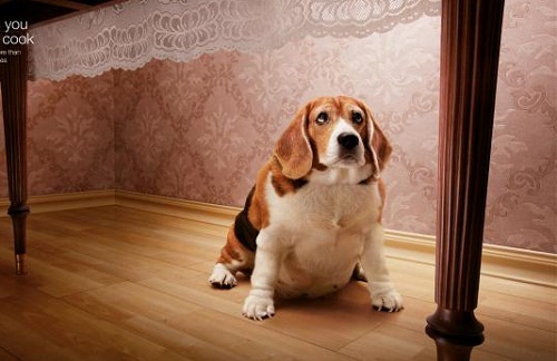 兽医科普类视频,兽医科普猫咪皮肤病