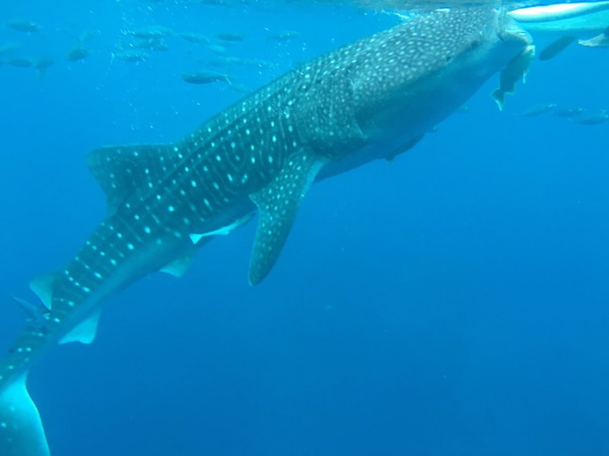 菲律宾潜水攻略 (菲律宾潜水游记)