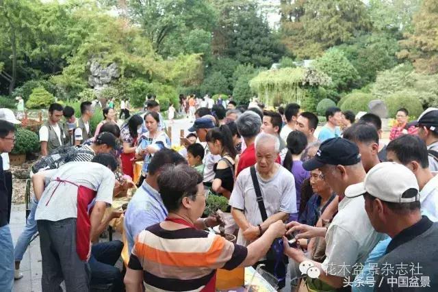 哪些野草适合微型盆景,小品盆景和微型盆景有区别吗