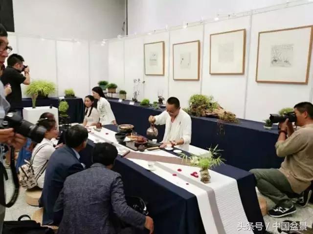 哪些野草适合微型盆景,小品盆景和微型盆景有区别吗