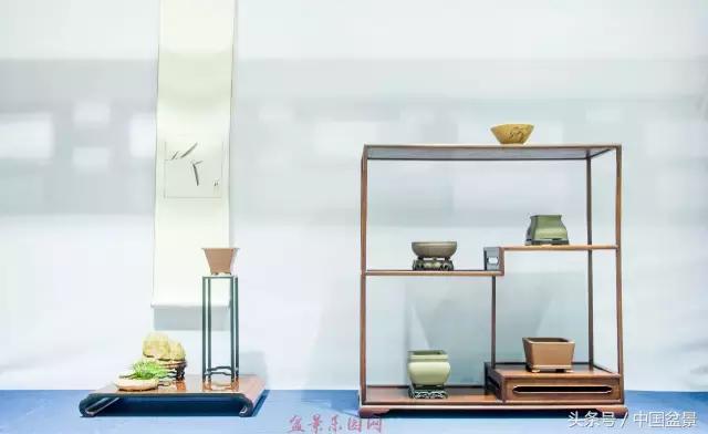 哪些野草适合微型盆景,小品盆景和微型盆景有区别吗