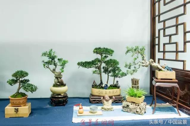 哪些野草适合微型盆景,小品盆景和微型盆景有区别吗