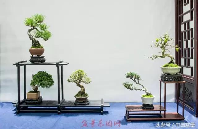 哪些野草适合微型盆景,小品盆景和微型盆景有区别吗