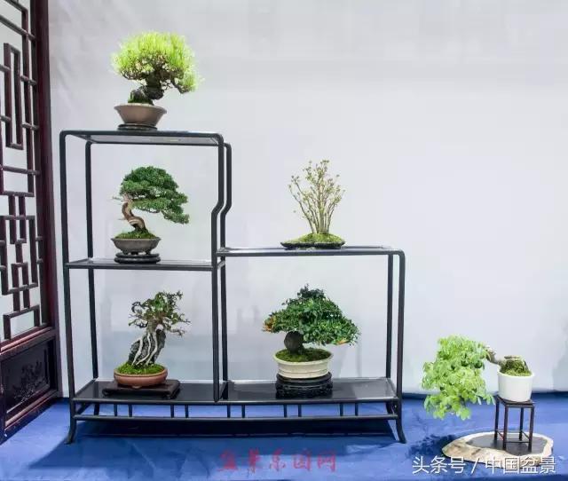 哪些野草适合微型盆景,小品盆景和微型盆景有区别吗