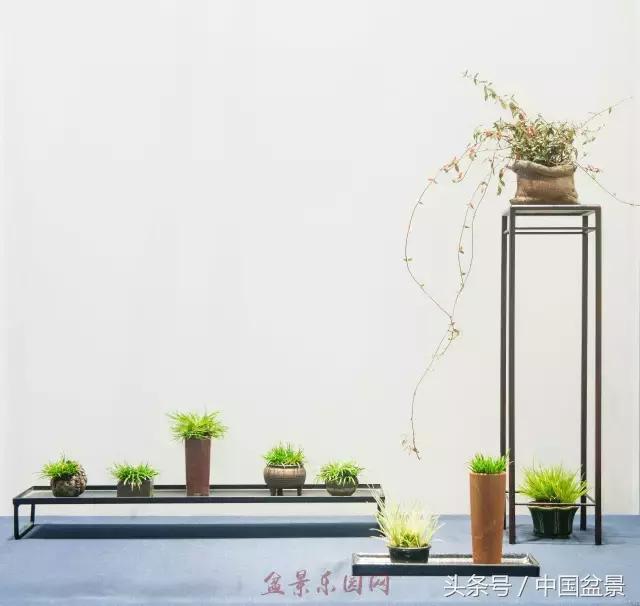 哪些野草适合微型盆景,小品盆景和微型盆景有区别吗