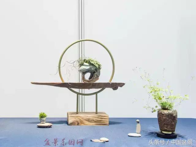 哪些野草适合微型盆景,小品盆景和微型盆景有区别吗