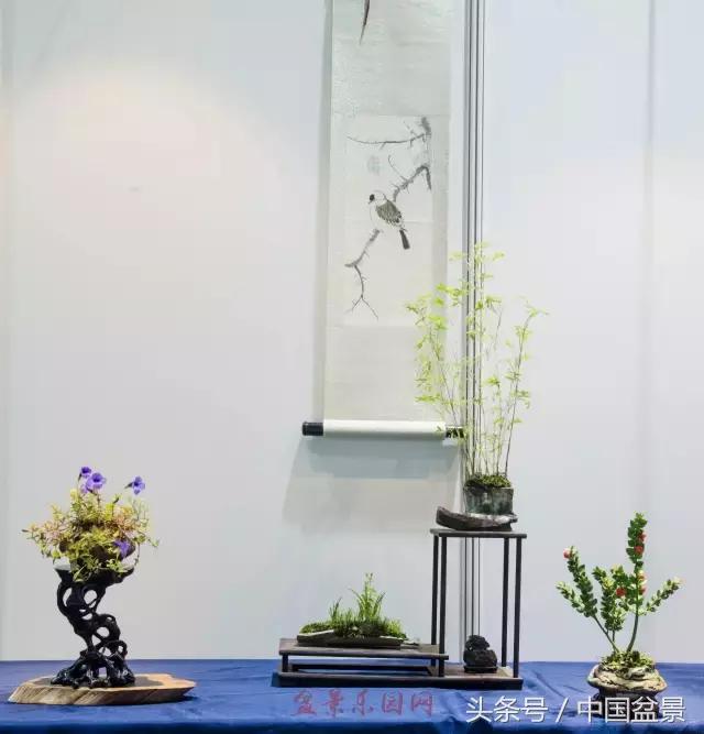 哪些野草适合微型盆景,小品盆景和微型盆景有区别吗