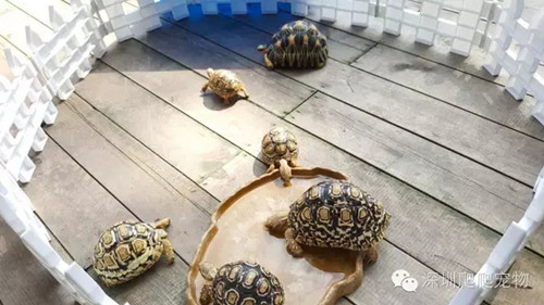 陆龟在室内用什么垫层,陆龟住什么地方