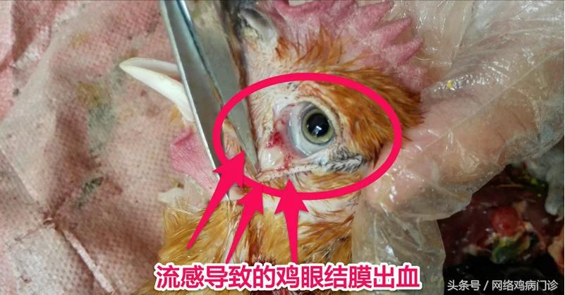 出诊记录之麻鸡再现新城疫流感混感