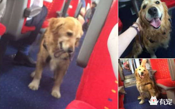 金毛狗狗见人就兴奋往人身上扑 (金毛狗上公交车)