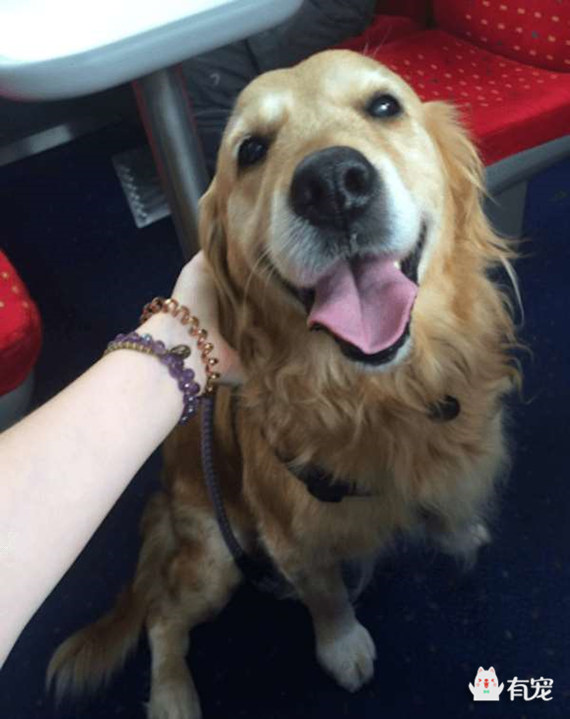 金毛狗狗见人就兴奋往人身上扑 (金毛狗上公交车)