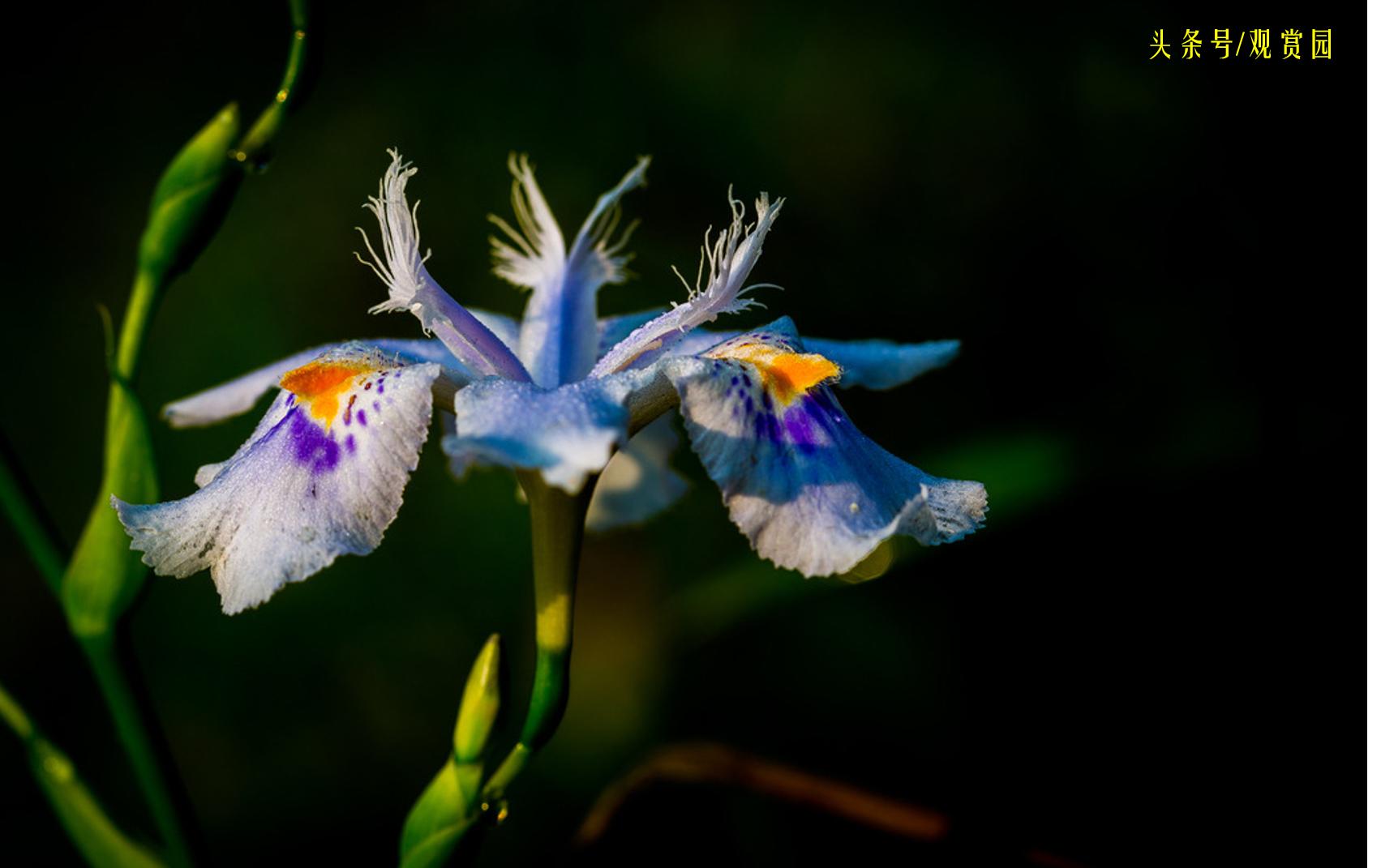 最昂贵的花卉,最贵十种花卉