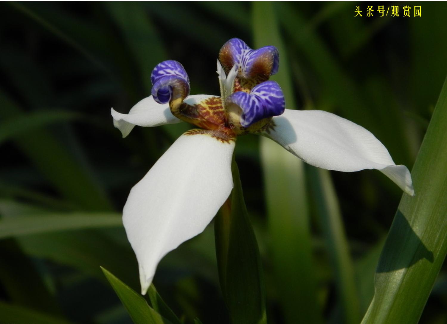最昂贵的花卉,最贵十种花卉