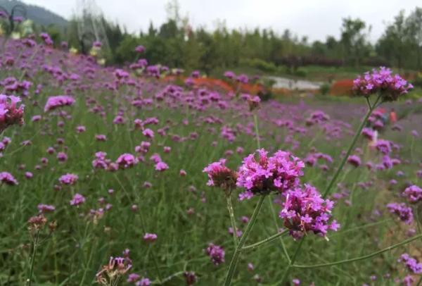 成都国庆悠闲一点到绵竹九龙吧！邻家女孩的感觉！