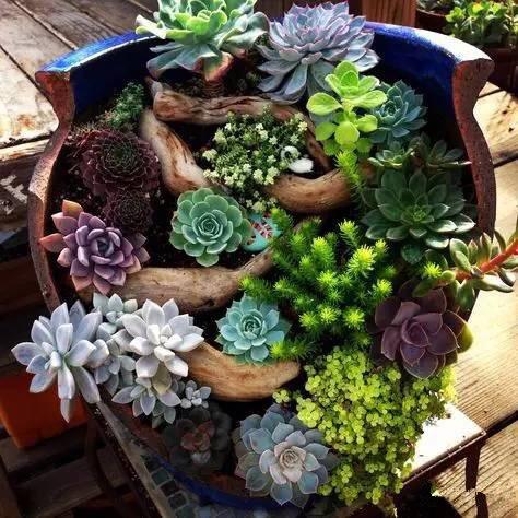 修补花盆的基本方法,怎么修补陶瓷花盆简单