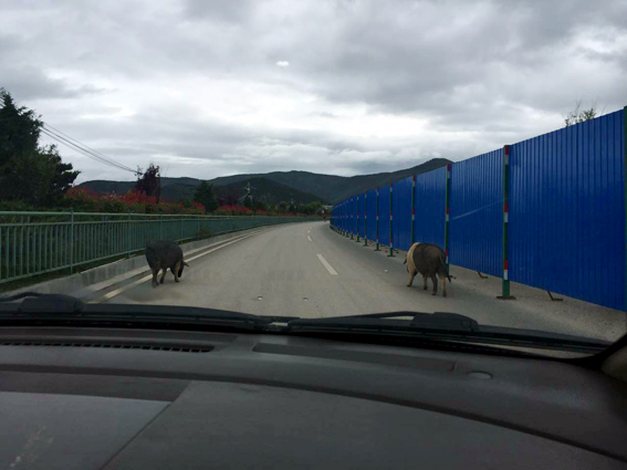 神奇神秘神圣的香格里拉,神秘的香格里拉大结局