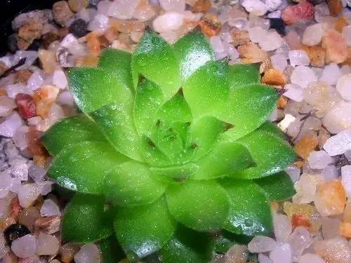 姬胧花月怎么养护,黑王子多肉怎么养老桩