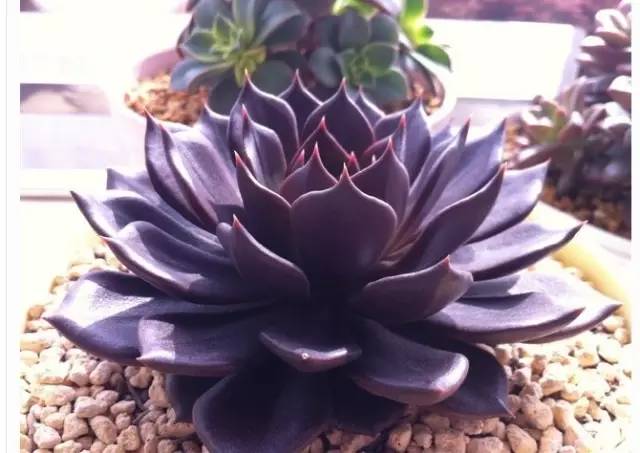 姬胧花月怎么养护,黑王子多肉怎么养老桩