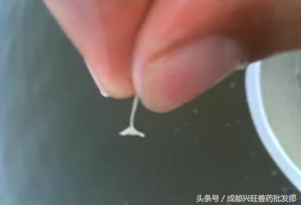 鱼塘里起锚头蚤怎么回事,鱼塘锚头蚤怎么治