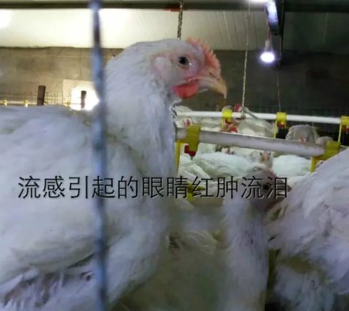 肉鸡呼吸道怎么治疗,肉鸡呼吸道病怎么治疗