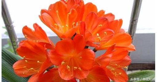 教你如何养花,教你如何养花红掌