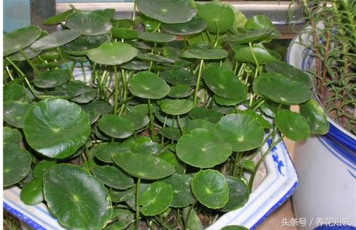 请问在室内养花怎么养,室内养花知识大全视频