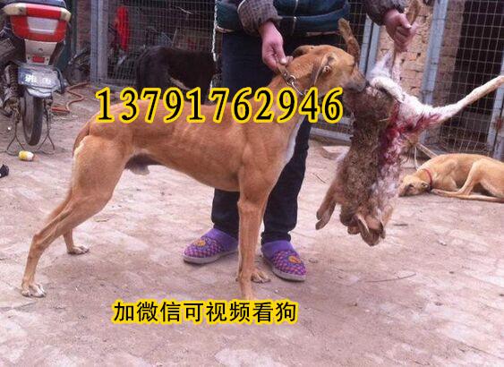 怎么跟成年犬培养感情,格力犬怎么养才不乱跑