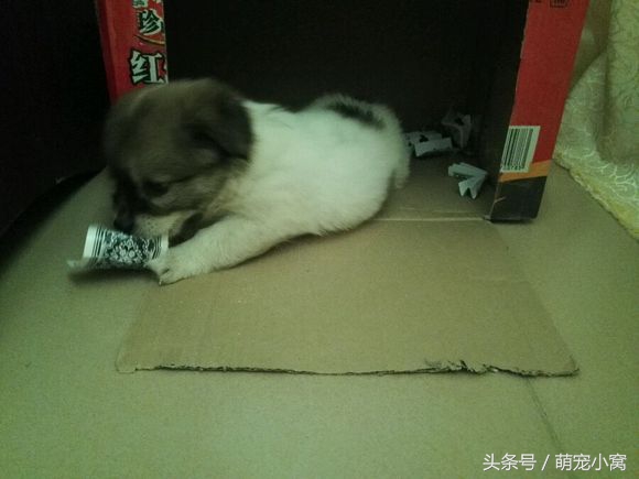 小狗奇遇记动画片,小狗奇遇记完整