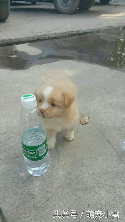 小狗奇遇记动画片,小狗奇遇记完整