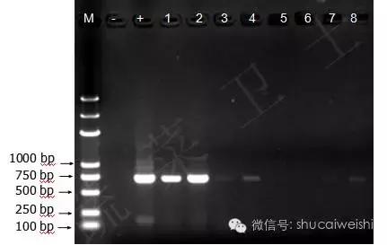 黄瓜苗花叶病毒病,黄瓜病毒病讲解