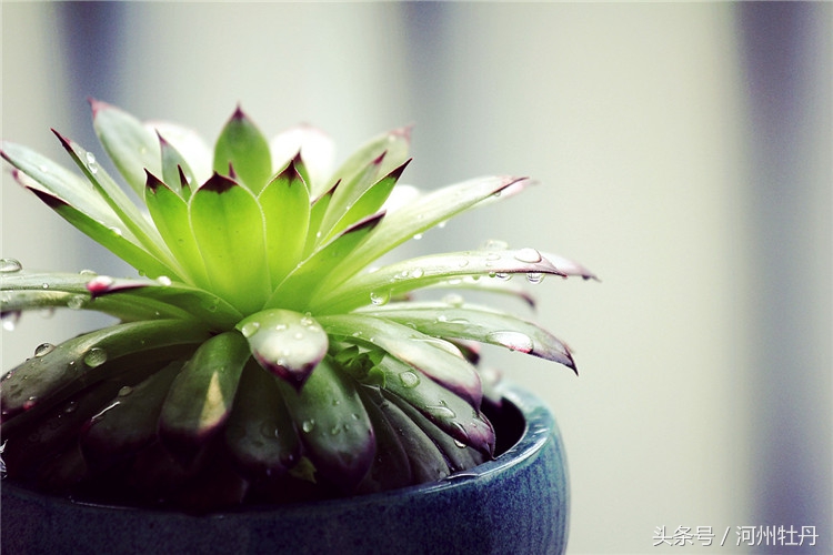 河州牡丹—佛坐莲花，新鲜雅致