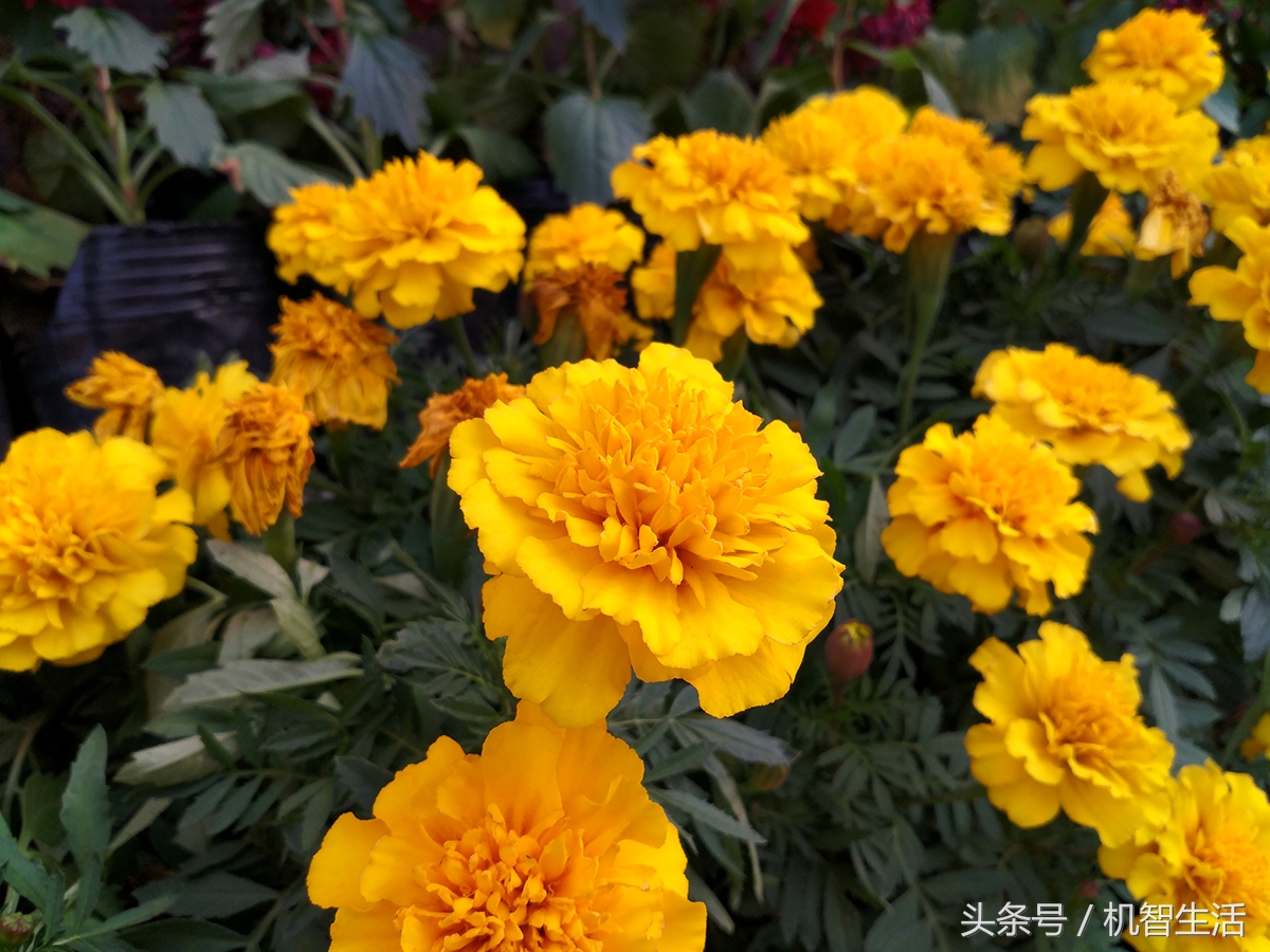 2020年评测小米5splus,小米5splus最新测评