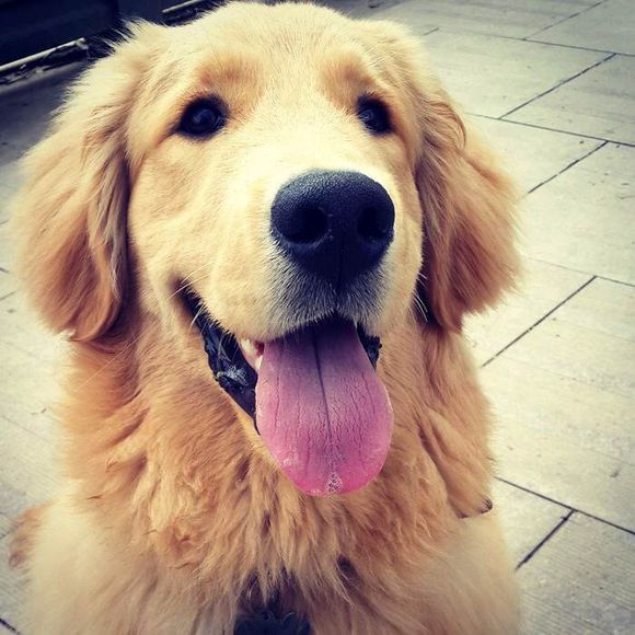 拉布拉多和金毛之间有什么区别吗,拉布拉多和金毛小时候怎么区别