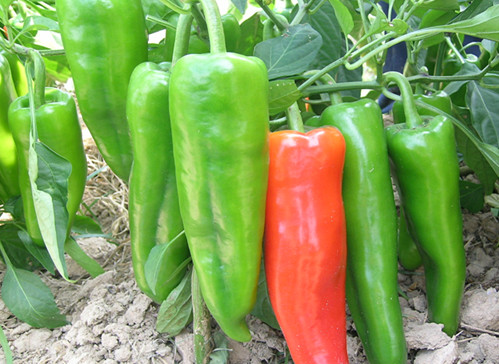 脾虚湿气重吃什么食物,春天湿气重吃什么食物