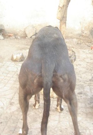 狗逮兔子犯法吗,细狗抓兔子技巧