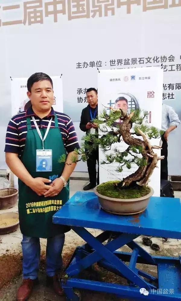 盆景制作与市场,盆景行业的内幕