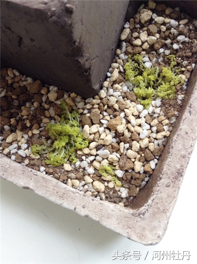 河州牡丹—黄金万年草叶子蔫了还有救吗