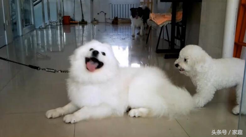 萨摩耶大战比熊，两团棉花打起来萌翻了，比熊却耍起流氓，辣眼睛