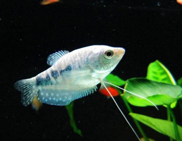 热带小型观赏鱼曼龙鱼一天喂几次,曼龙鱼可以和热带小鱼一起养么