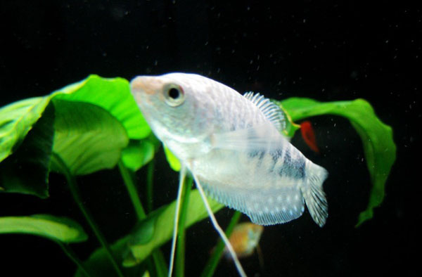 热带小型观赏鱼曼龙鱼一天喂几次,曼龙鱼可以和热带小鱼一起养么