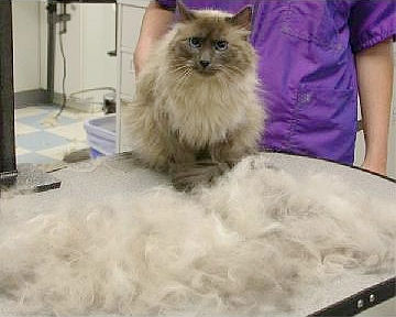 猫咪为什么会掉毛呢及如何清理掉落的猫毛？