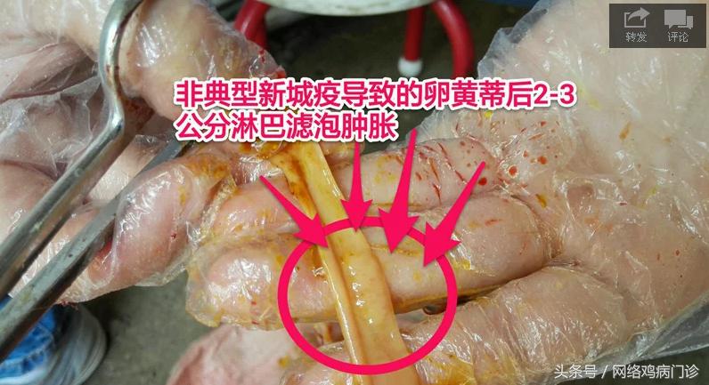 出诊记录之麻鸡再现新城疫流感混感