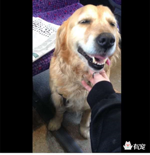 金毛狗狗见人就兴奋往人身上扑 (金毛狗上公交车)