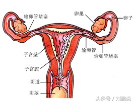 孕妇自己看懂血常规检查报告