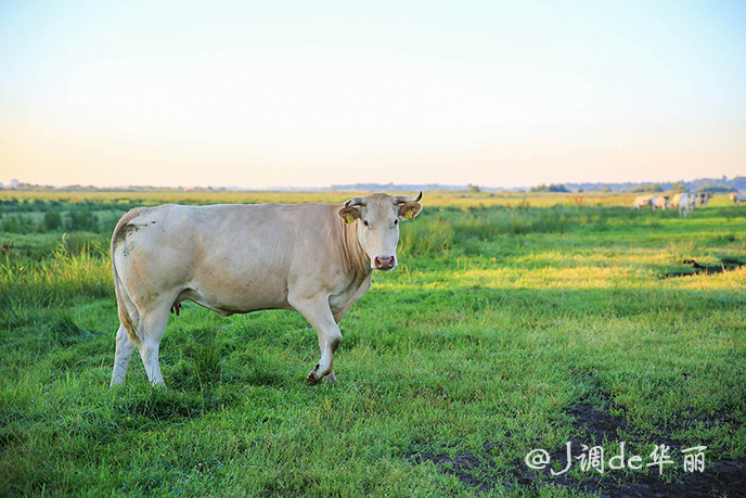 欧洲最美水乡荷兰羊角村,荷兰羊角村美丽的童话世界