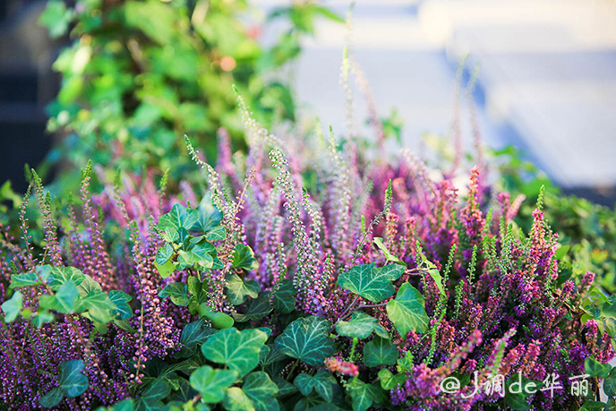 欧洲最美水乡荷兰羊角村,荷兰羊角村美丽的童话世界
