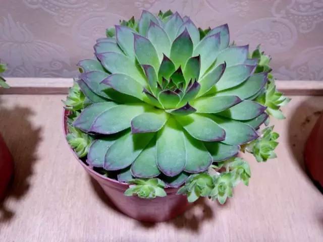 姬胧花月怎么养护,黑王子多肉怎么养老桩