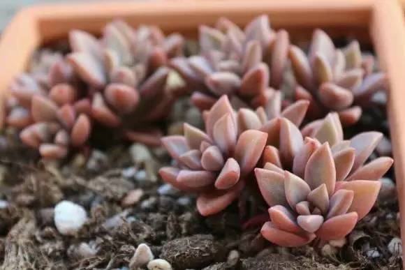 姬胧花月怎么养护,黑王子多肉怎么养老桩