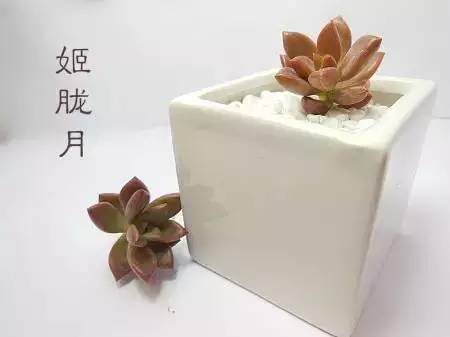 姬胧花月怎么养护,黑王子多肉怎么养老桩